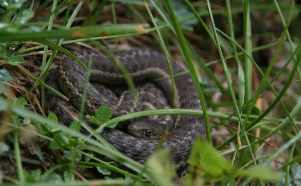 Acidentes com cobras: especialista dá dicas para se proteger