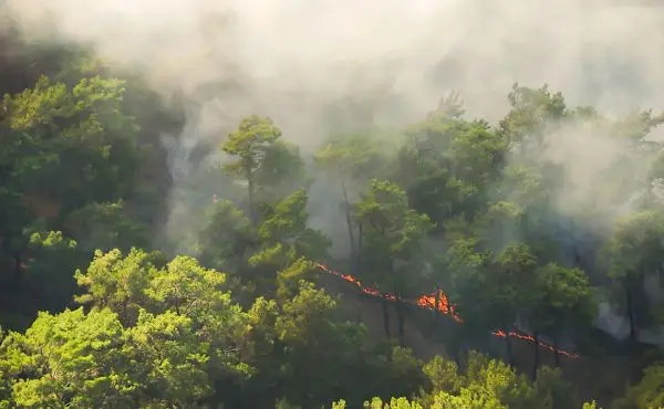 Incêndios florestais aumentam em agosto no Paraná: entenda